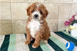 Fido - puppy for sale