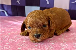 Nelly - Cavapoo for sale