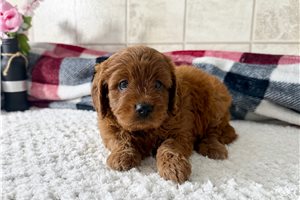 Josie - Cavapoo for sale