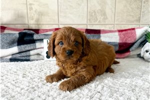 Junior - Cavapoo for sale