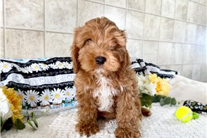 Vernon - Cavapoo for sale