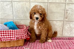 Kendall - Cavapoo for sale