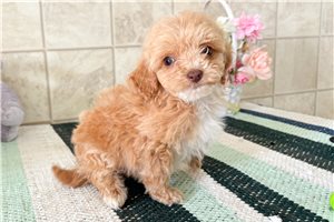 Kyra - puppy for sale