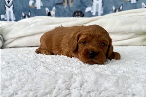 Junior - puppy for sale