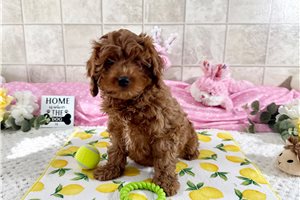 Turner - Cavapoo for sale