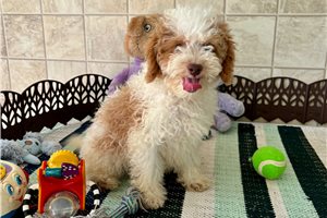Fisher - Cavapoo for sale