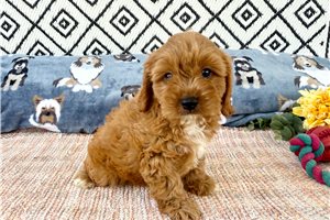 Jetty - Cavapoo for sale