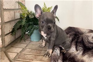 Sully - French Bulldog for sale