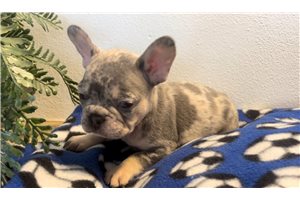 Stone - puppy for sale