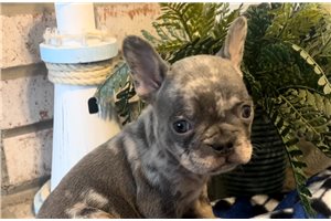 Stitch - puppy for sale