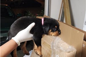 Lizzie - Rottweiler for sale