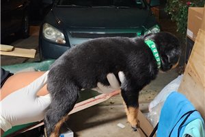 Louie - Rottweiler for sale