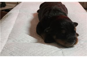 Ashe - Rottweiler for sale