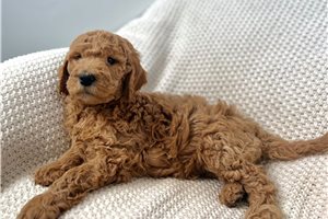 Ainsley - Goldendoodle for sale