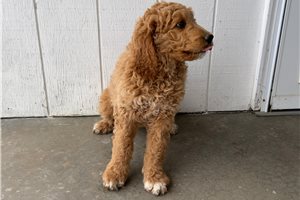 Arlo - Goldendoodle for sale