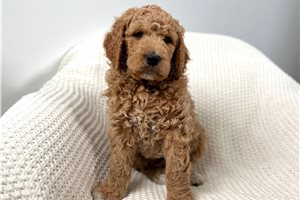 Arlo - Goldendoodle for sale