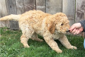 Anna Mae - Goldendoodle for sale