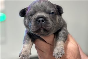Ridley - French Bulldog for sale