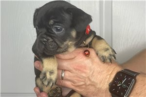Sylvia - French Bulldog for sale