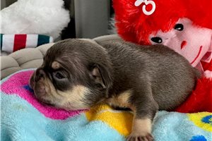 Sunny - French Bulldog for sale