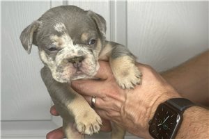 Stuart - French Bulldog for sale