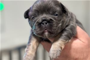 Carrie - French Bulldog for sale