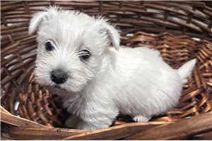 Noah - West Highland White Terrier - Westie for sale