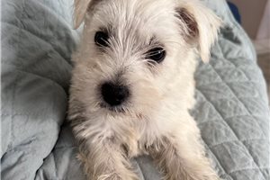 Dory - puppy for sale