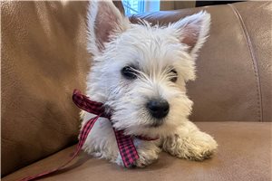 Nathan - West Highland White Terrier - Westie for sale