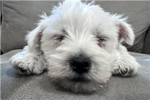 Otto - West Highland White Terrier - Westie for sale