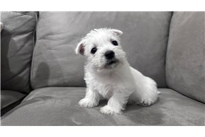 Nolan - West Highland White Terrier - Westie for sale