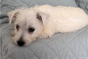 Darla - West Highland White Terrier - Westie for sale