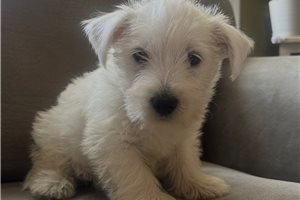 Pembroke - West Highland White Terrier - Westie for sale