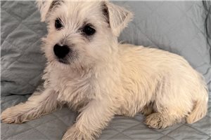 Diane - West Highland White Terrier - Westie for sale