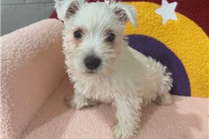 Pearl - Westie for sale