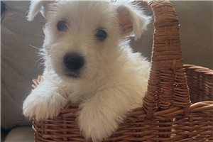 Phillip - West Highland White Terrier - Westie for sale