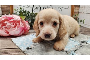 Plato - puppy for sale