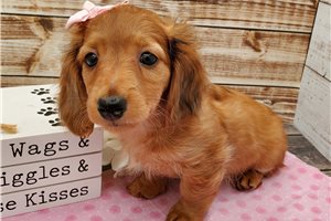 Jozzie - puppy for sale