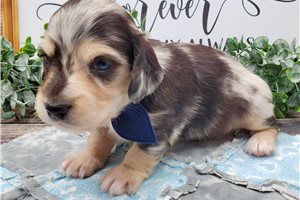 Kaelyn - puppy for sale