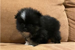 Chuck - Pomeranian for sale