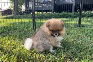 Atticus - Pomeranian for sale