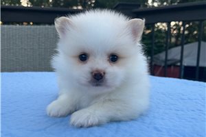 Fabian - Pomeranian for sale