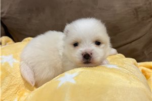 Fabian - Pomeranian for sale