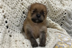 Dylan - Pomeranian for sale