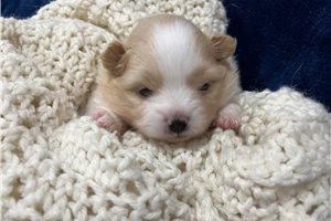 Evelyn - Pomeranian for sale