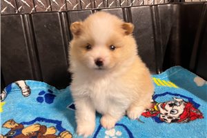 Evelyn - Pomeranian for sale
