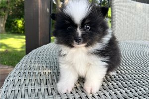 Egon - Pomeranian for sale