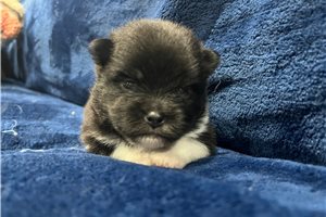 Farrah - Pomeranian for sale