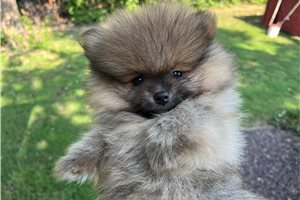 Atom - Pomeranian for sale