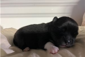 Farrah - puppy for sale